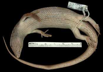 Media type: image;   Herpetology R-6046 Aspect: ventral